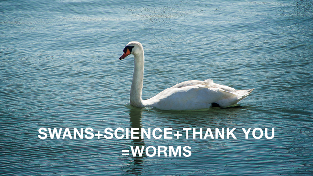 Illustration for article titled 7 Swans Scientists Should Turn Into Worms